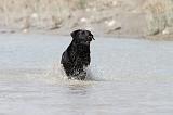 LABRADOR 523